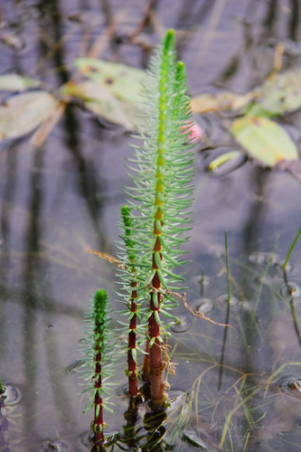 Common Mare's Tail