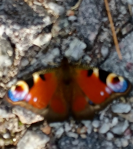 European Peacock Butterfly