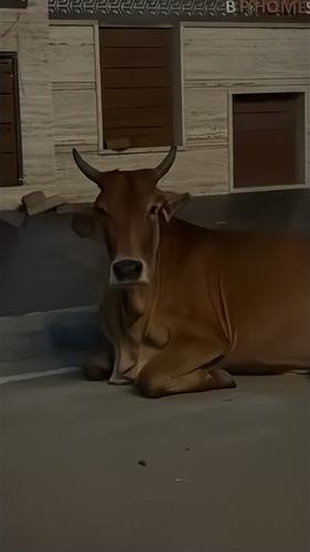 Domestic Cattle