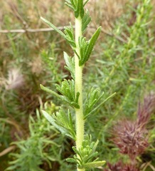 Deinandra minthornii