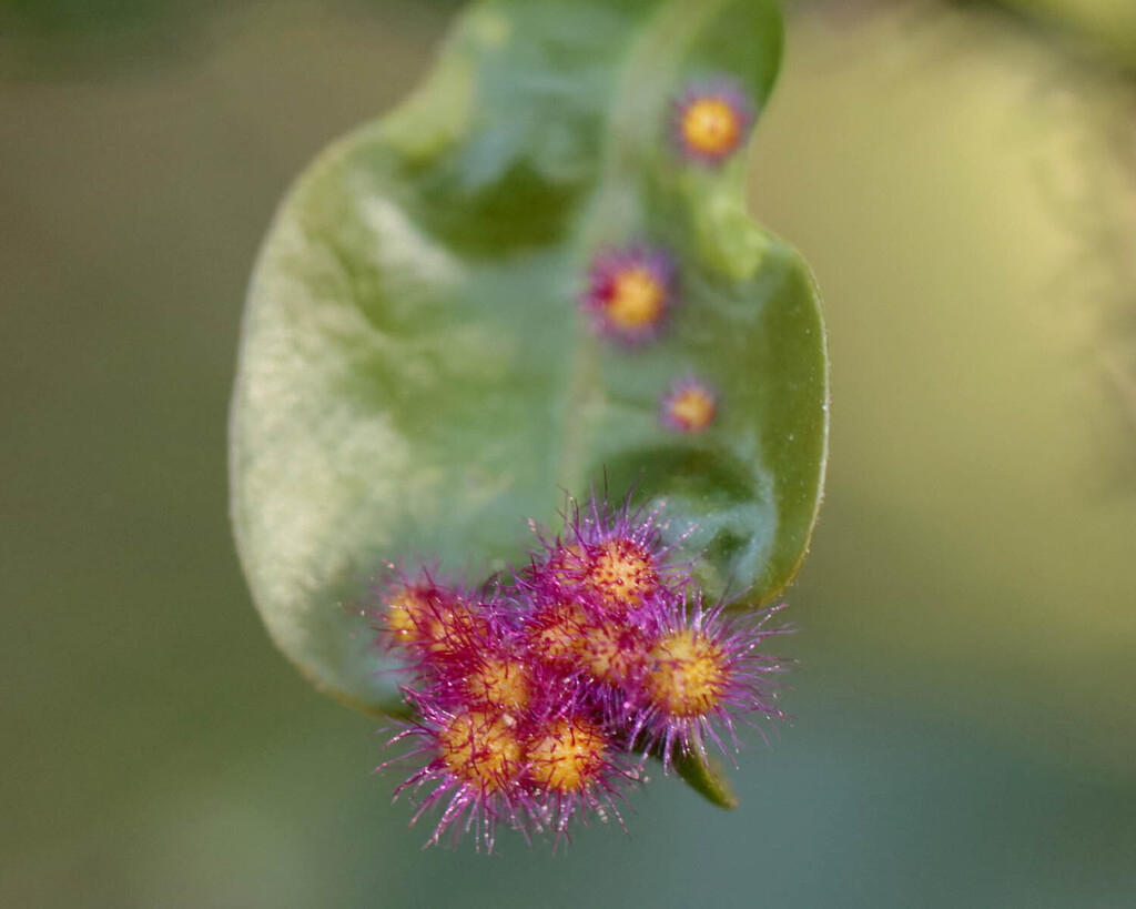 Bruggmannia robusta