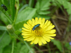 Psilothrix viridicoerulea