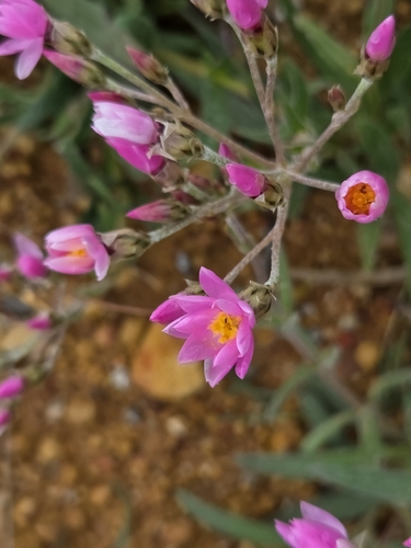 Pink Everlasting