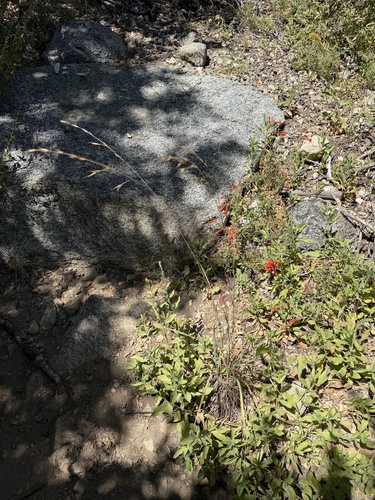 Bromus carinatus observed 2026-08-22