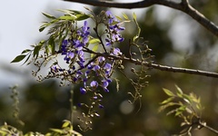 Bolusanthus speciosus