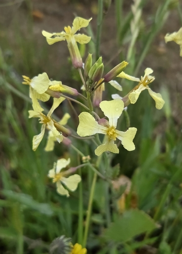 Wild radish