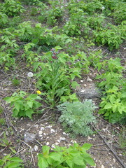 Cynoglossum officinale