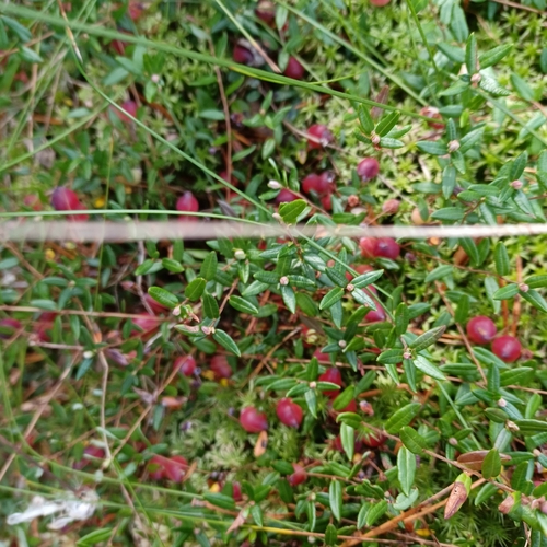 bog cranberry