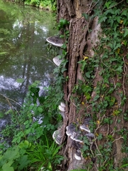 Phellinus igniarius trivialis
