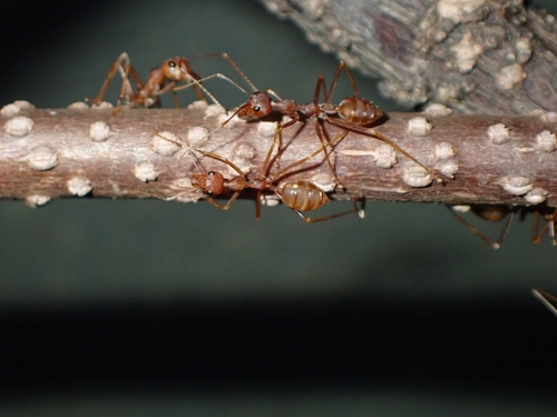 Asian Weaver Ant