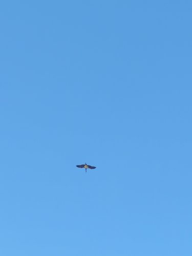 Black Stork