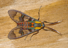 Phoenicoprocta capistrata