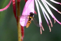 Sphaerophoria pyrrhina