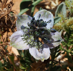 Nigella arvensis