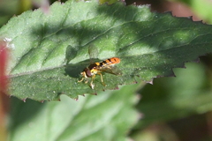 Sphaerophoria pyrrhina