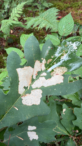 Oak Skeletonizer Moth (Bucculatrix ainsliella)