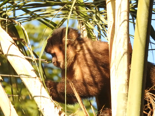 Black capuchin
