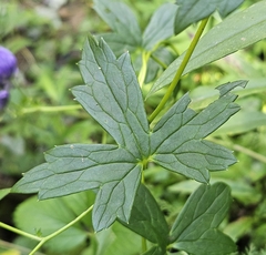 Aconitum uncinatum, photograph (c) Christopher Evans, some rights reserved (CC BY)