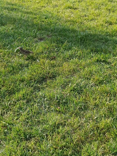 House Sparrow