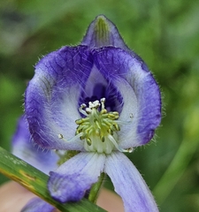 Aconitum uncinatum, photograph (c) Christopher Evans, some rights reserved (CC BY)