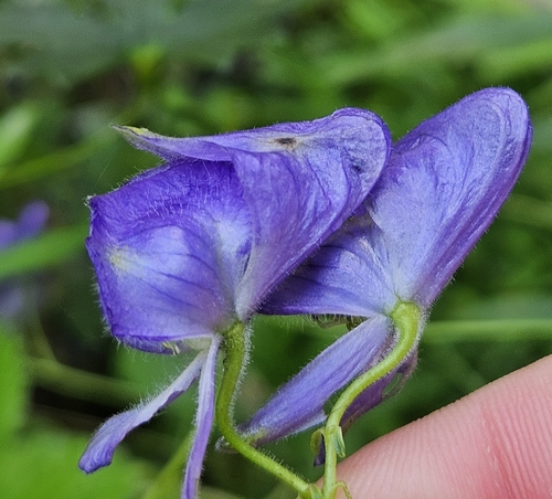 Aconitum uncinatum, photograph 6