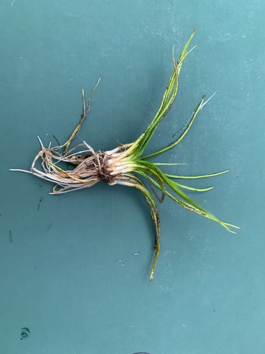 Isoetes echinospora observed 2026-08-15