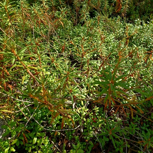 marsh Labrador tea