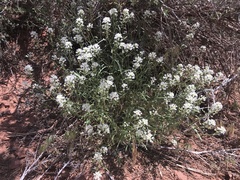 Lepidium montanum