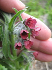 Cynoglossum officinale