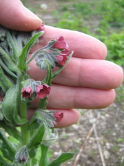 Cynoglossum officinale