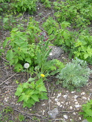 Cynoglossum officinale