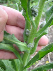 Cynoglossum officinale