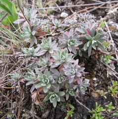 Schivereckia podolica