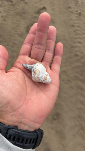 Common Whelk