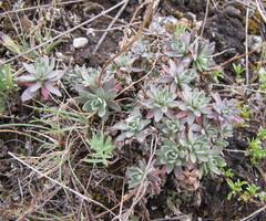 Schivereckia podolica