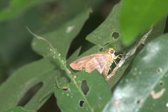 Aguna asander asander