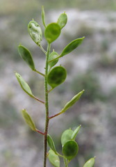 Meniocus linifolius