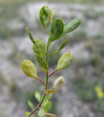 Meniocus linifolius