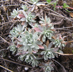 Schivereckia podolica