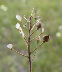 Schivereckia podolica