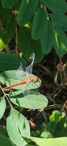 Ruddy Darter