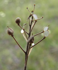Schivereckia podolica