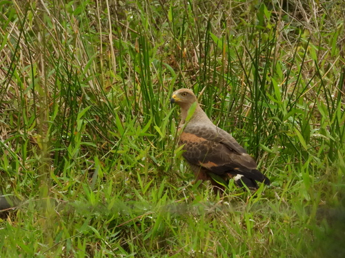 Savanna Hawk