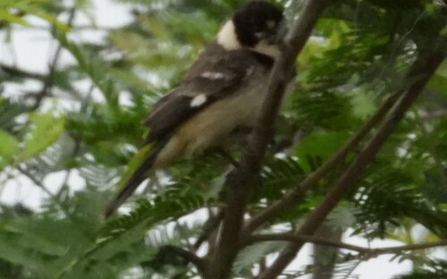 Rusty-collared Seedeater