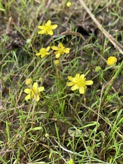 Ranunculus reptans, photograph (c) Valerii Glazunov, some rights reserved (CC BY)