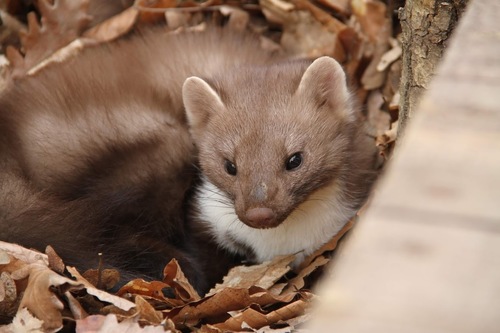 Stone Marten