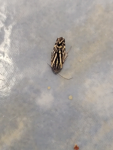Spotted Sulphur