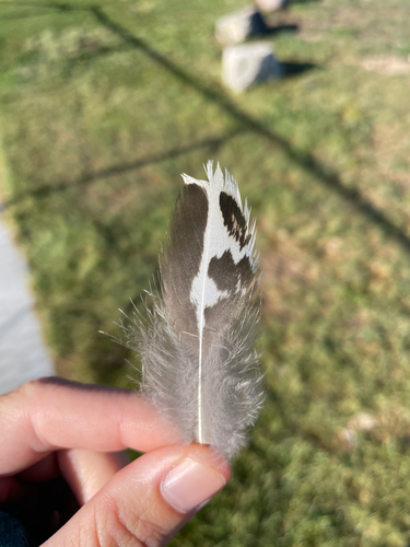 Greater Sage-Grouse