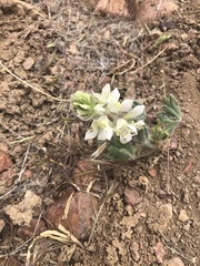 Lupinus malacophyllus