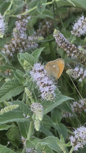 Chestnut Heath